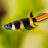 Epiplatys